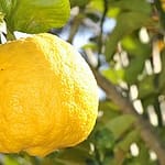 Lemon Tree
